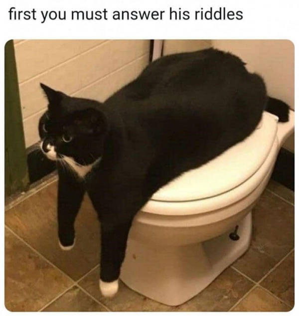 cats being absolute weirdos 37 pics 5.html - 37 HD Photos | Premium Gallery 2026