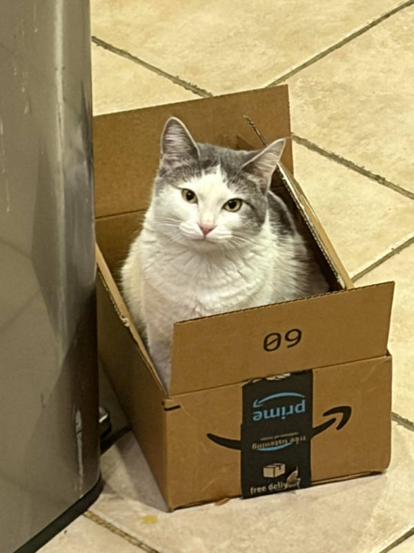 cats being absolute weirdos 37 pics 5.html - 37 HD Photos | Premium Gallery 2026