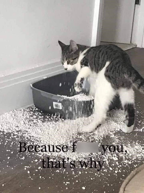 cats being absolute weirdos 37 pics 5.html - 37 HD Photos | Premium Gallery 2026