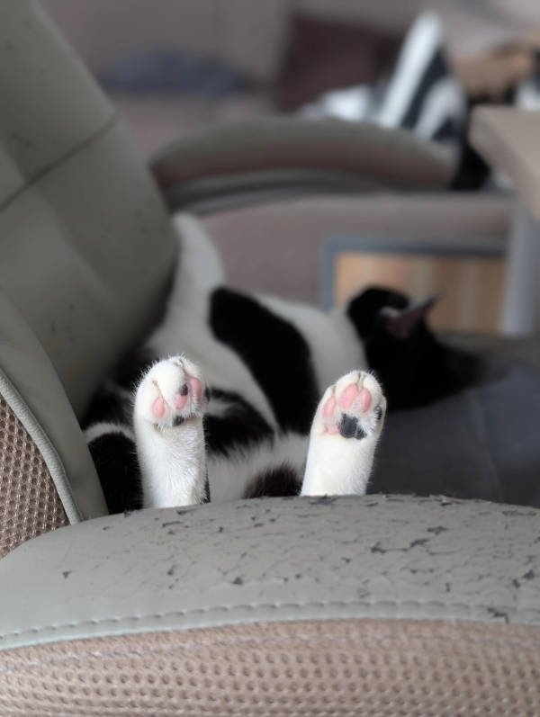 cats being absolute weirdos 37 pics 5.html - 37 HD Photos | Premium Gallery 2026