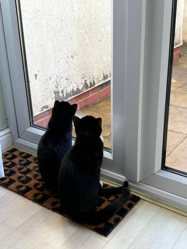 cats being absolute weirdos 37 pics 5.html - 37 HD Photos | Premium Gallery 2026