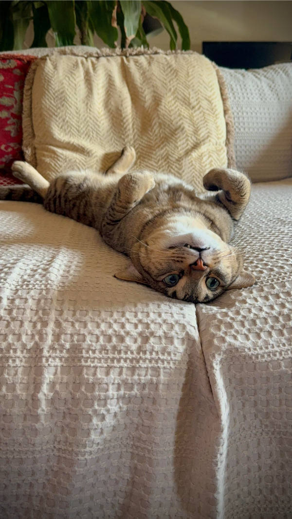 cats being absolute weirdos 37 pics 5.html - 37 HD Photos | Premium Gallery 2026