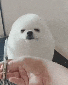 daily gifdump 56 gifs 6.html - 1 HD GIF | Premium Gallery 2026