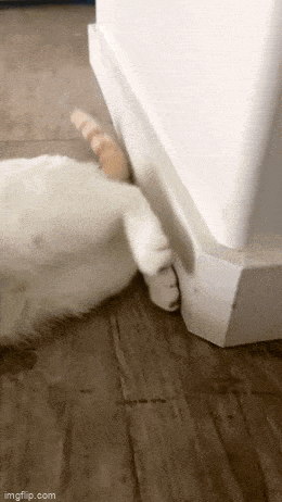 daily gifdump 56 gifs 6.html - 1 HD GIF | Premium Gallery 2026