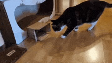 daily gifdump 56 gifs 6.html - 1 HD GIF | Premium Gallery 2026