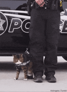 daily gifdump 56 gifs 6.html - 1 HD GIF | Premium Gallery 2026