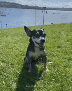 daily gifdump 56 gifs 6.html - 1 HD GIF | Premium Gallery 2026