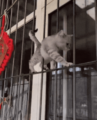 daily gifdump 56 gifs 6.html - 1 HD GIF | Premium Gallery 2026