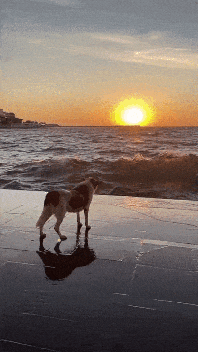 daily gifdump 56 gifs 6.html - 1 HD GIF | Premium Gallery 2026