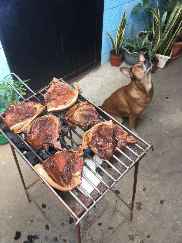 The Funniest Creatures on the Internet