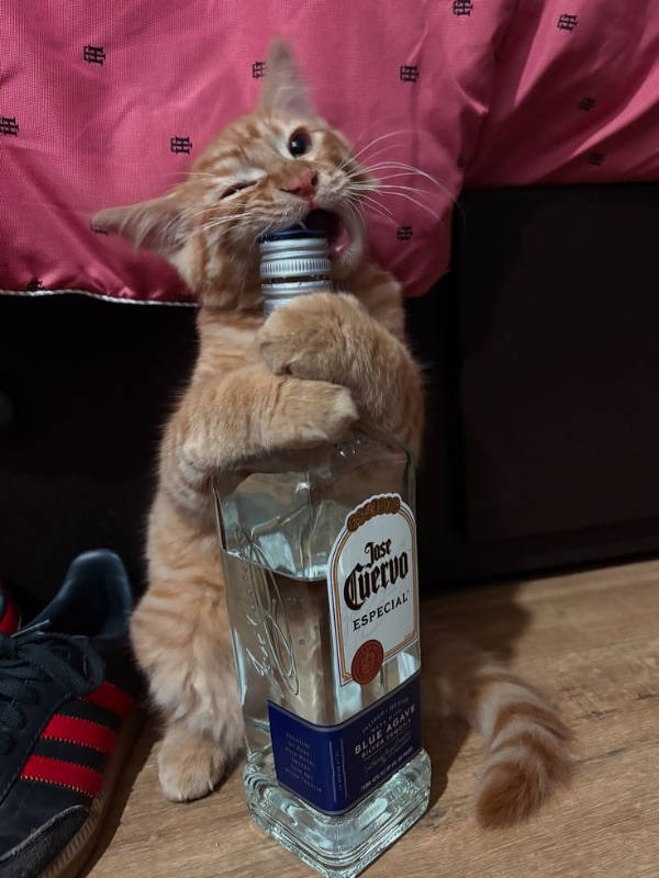 The Funniest Creatures on the Internet