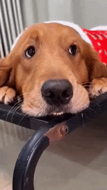 daily gifdump 53 gifs 9.html - 1 HD GIF | Premium Gallery 2026