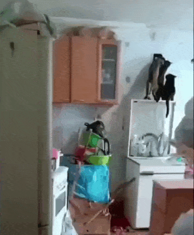 daily gifdump 53 gifs 9.html - 1 HD GIF | Premium Gallery 2026