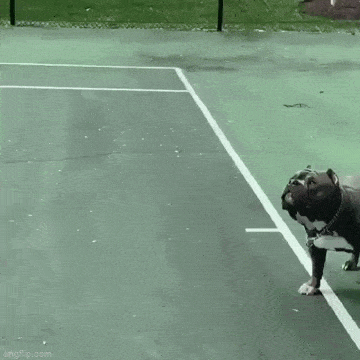 daily gifdump 53 gifs 9.html - 1 HD GIF | Premium Gallery 2026