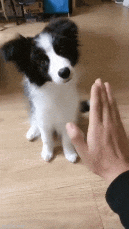 daily gifdump 53 gifs 9.html - 1 HD GIF | Premium Gallery 2026