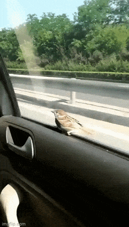 daily gifdump 53 gifs 9.html - 1 HD GIF | Premium Gallery 2026