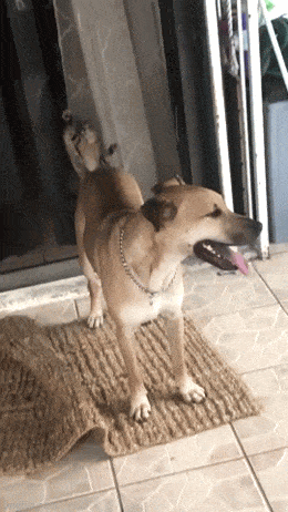 daily gifdump 53 gifs 9.html - 1 HD GIF | Premium Gallery 2026