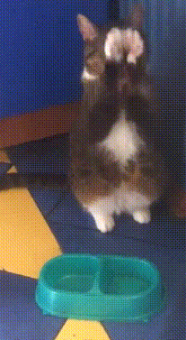 daily gifdump 52 gifs 6.html - 1 HD GIF | Premium Gallery 2026