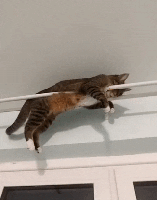 daily gifdump 52 gifs 6.html - 1 HD GIF | Premium Gallery 2026