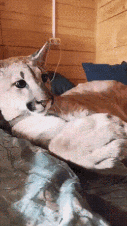 daily gifdump 52 gifs 6.html - 1 HD GIF | Premium Gallery 2026