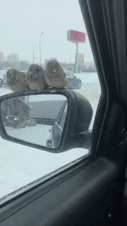 daily gifdump 52 gifs 6.html - 1 HD GIF | Premium Gallery 2026