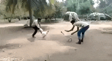 daily gifdump 52 gifs 6.html - 1 HD GIF | Premium Gallery 2026