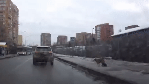 daily gifdump 52 gifs 6.html - 1 HD GIF | Premium Gallery 2026