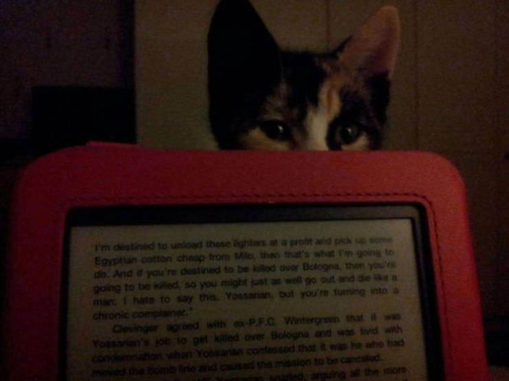 cats being absolute chaos 42 pics 6.html - 42 HD Photos | Premium Gallery 2026