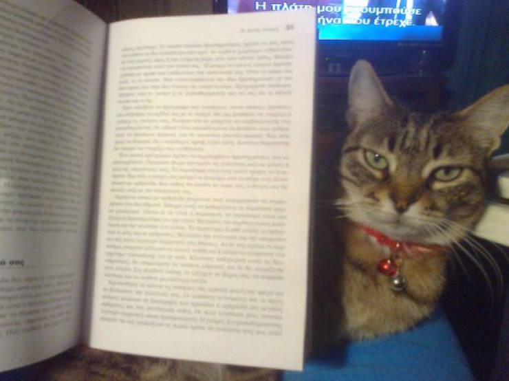 cats being absolute chaos 42 pics 6.html - 42 HD Photos | Premium Gallery 2026