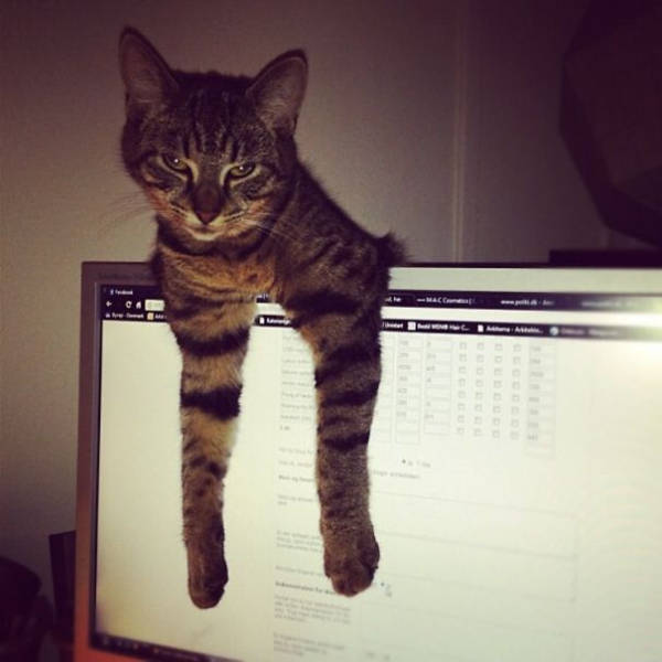 cats being absolute chaos 42 pics 6.html - 42 HD Photos | Premium Gallery 2026