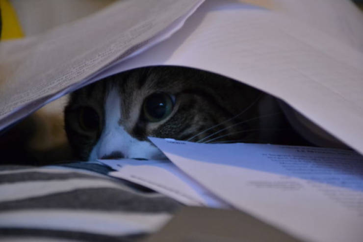 cats being absolute chaos 42 pics 6.html - 42 HD Photos | Premium Gallery 2026