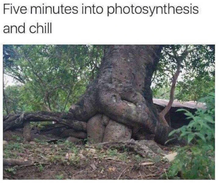 Pure Internet Energy in Meme Form