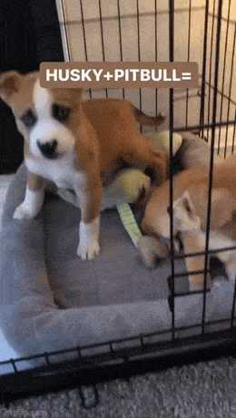 daily gifdump 54 gifs 6.html - 1 HD GIF | Premium Gallery 2026