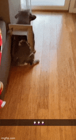 daily gifdump 54 gifs 6.html - 1 HD GIF | Premium Gallery 2026