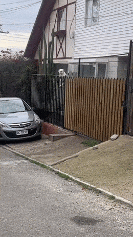 daily gifdump 54 gifs 6.html - 1 HD GIF | Premium Gallery 2026