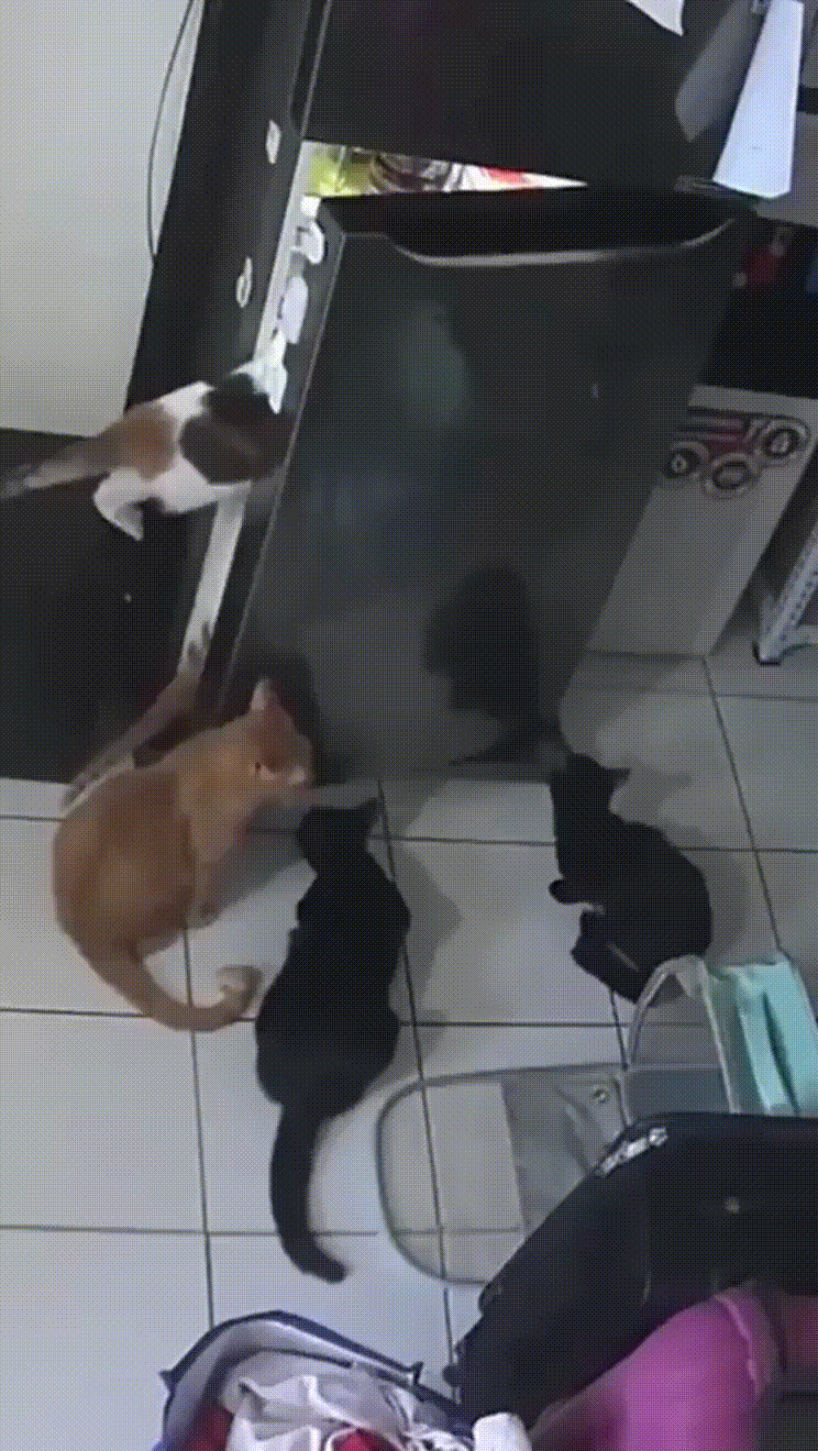 daily gifdump 54 gifs 6.html - 1 HD GIF | Premium Gallery 2026