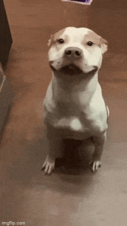 daily gifdump 54 gifs 6.html - 1 HD GIF | Premium Gallery 2026