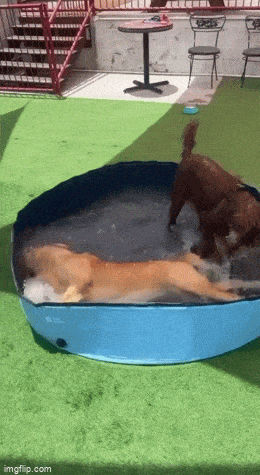 daily gifdump 54 gifs 6.html - 1 HD GIF | Premium Gallery 2026