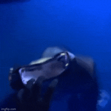 daily gifdump 54 gifs 6.html - 1 HD GIF | Premium Gallery 2026