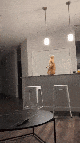 daily gifdump 54 gifs 6.html - 1 HD GIF | Premium Gallery 2026