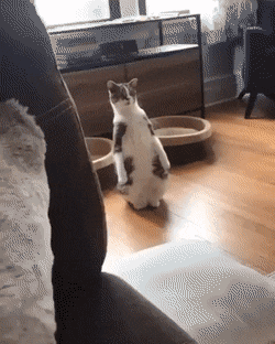 daily gifdump 42 gifs 6.html - 1 HD GIF | Premium Gallery 2026