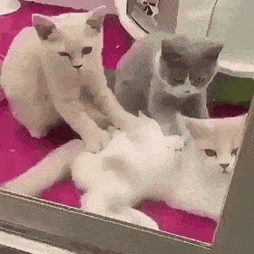 daily gifdump 42 gifs 6.html - 1 HD GIF | Premium Gallery 2026