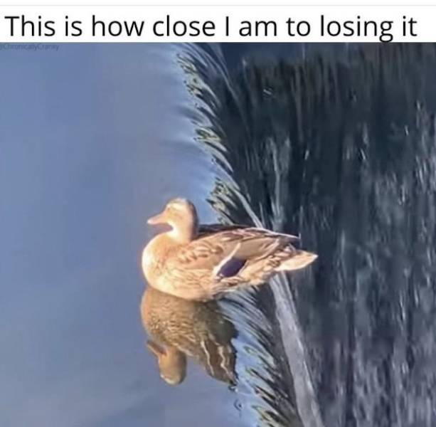 Memes That Hit the Target Every Time