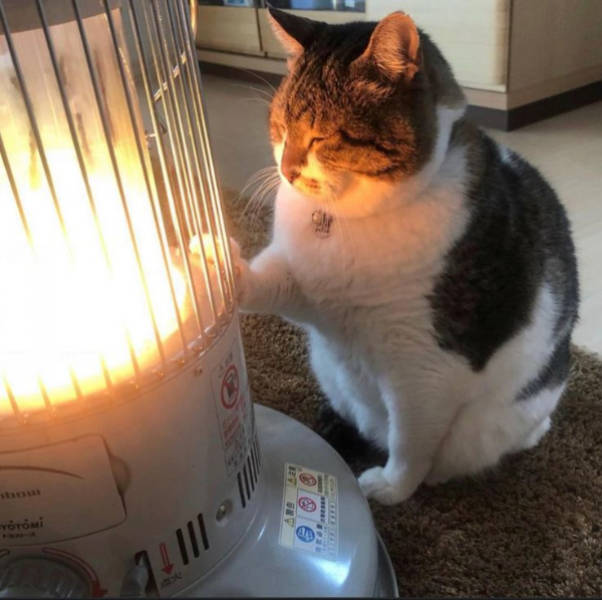 Somewhere Between Brilliant and Ridiculous