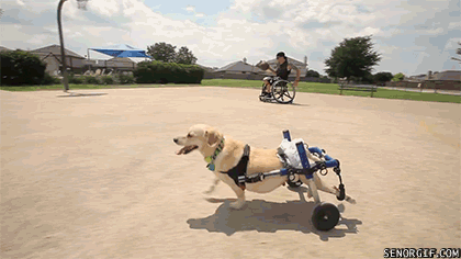 Pure Positivity in GIF Form