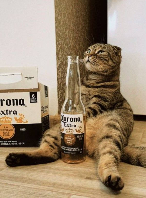 Drinking Never Ends!