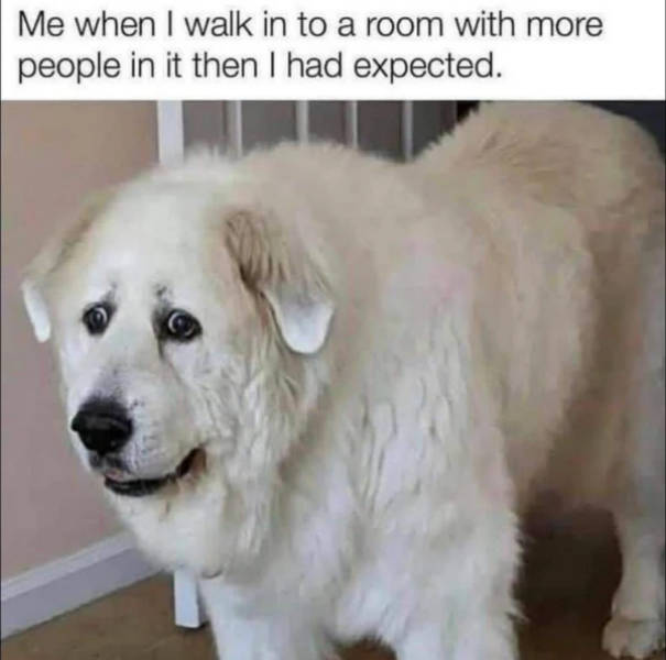 Dank Memes With Unlimited Energy