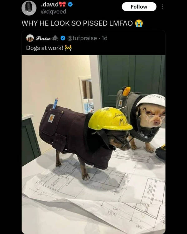 Dank Memes With Unlimited Energy