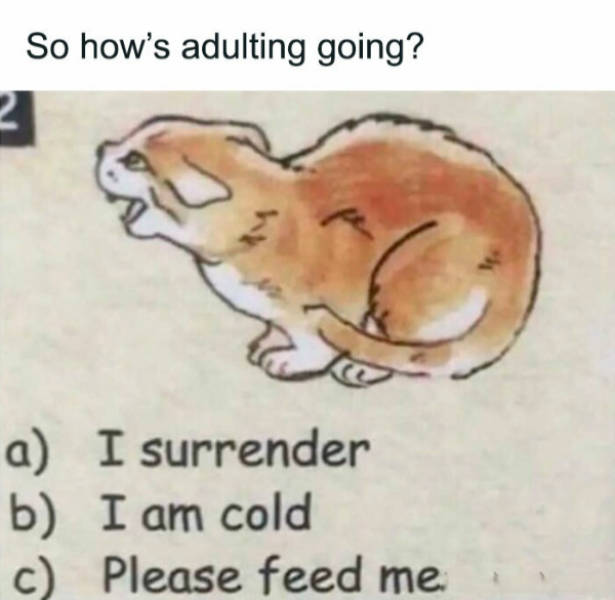 so dank it should be illegal 40 pics 4.html - 40 HD Photos | Premium Gallery 2026