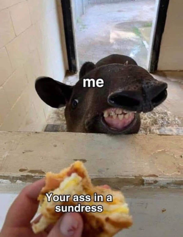 certified dank memes you need right now 33 pics 14.html - 33 HD Photos | Premium Gallery 2026